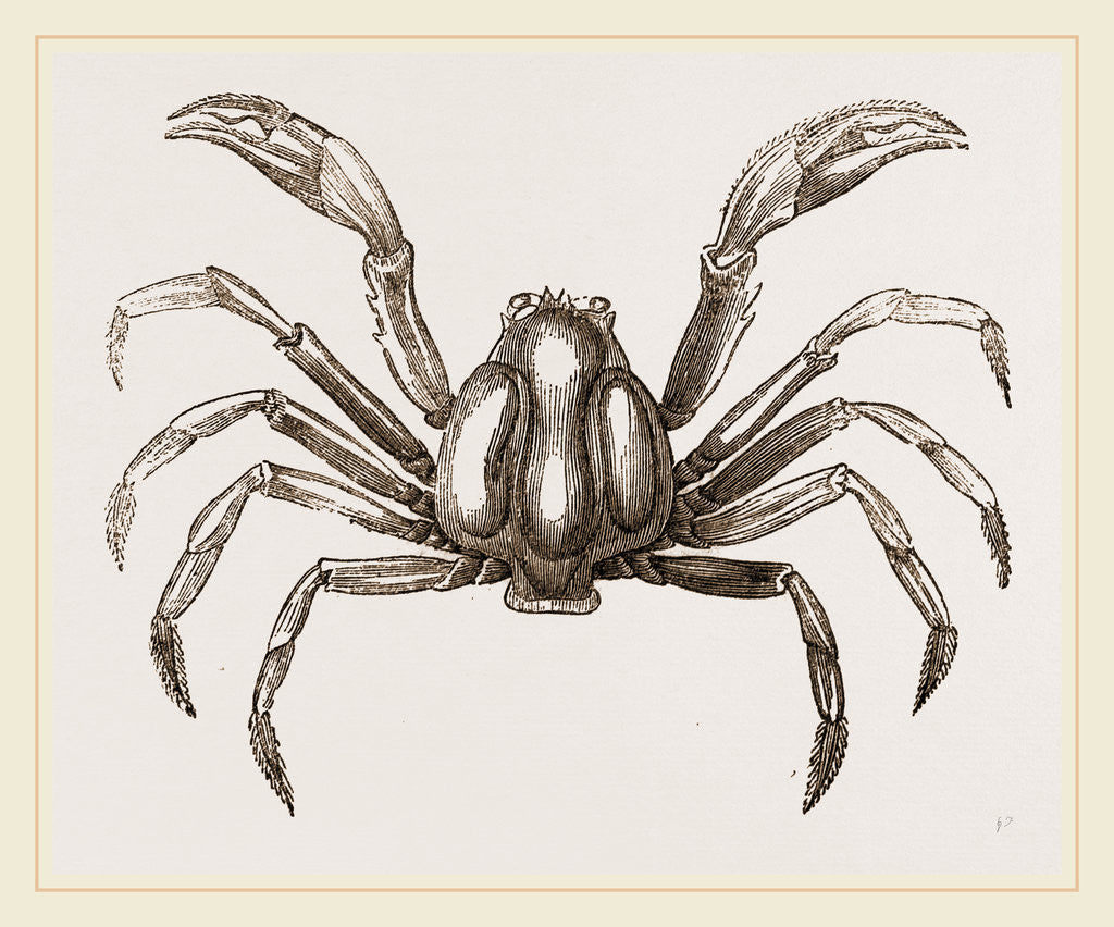 Detail of Mycteris longicarpis by Anonymous