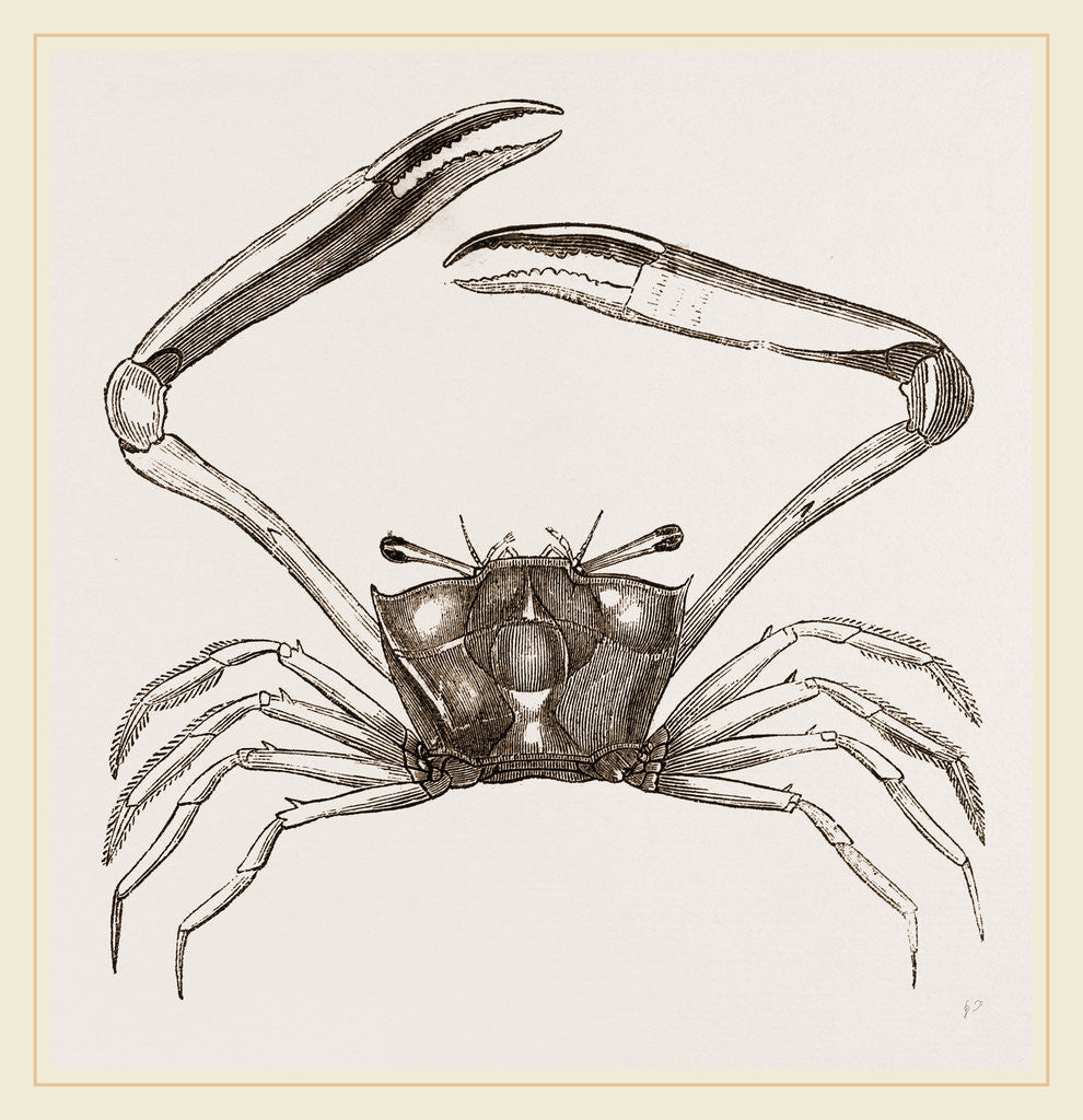 Detail of Gonoplax rhomboides by Anonymous