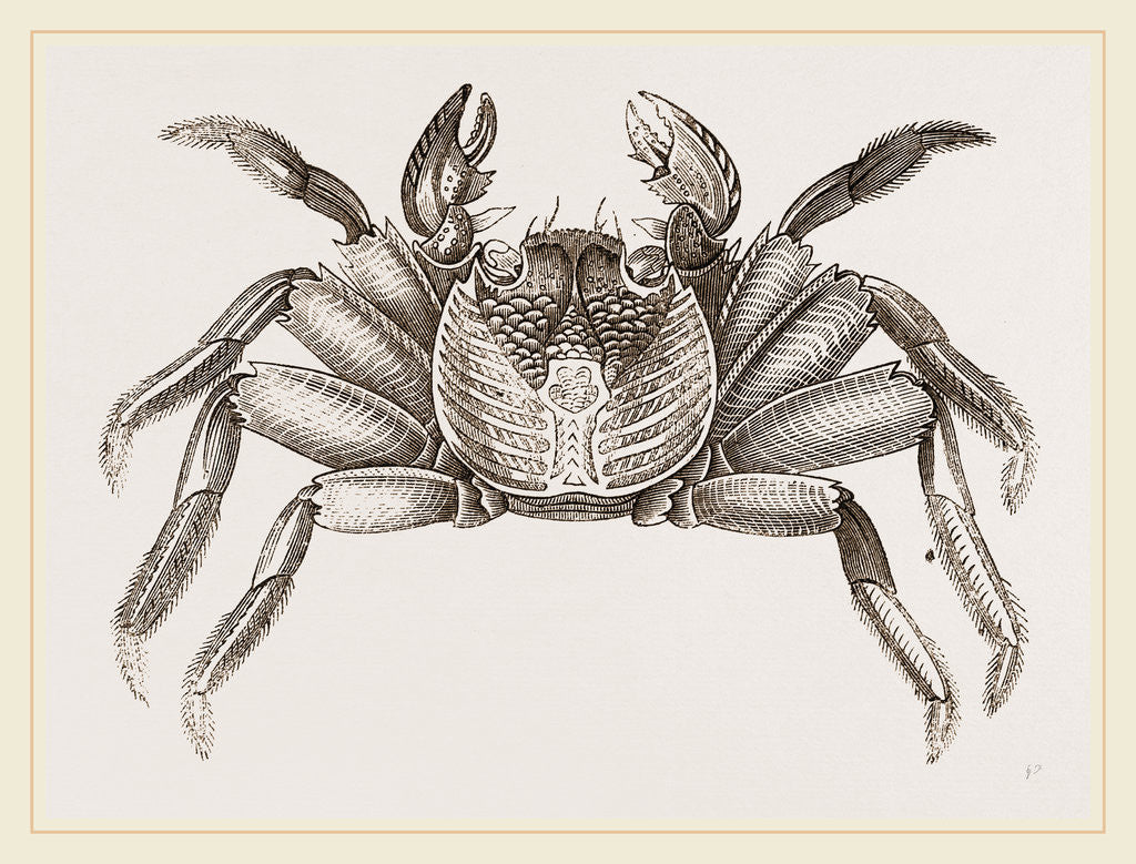 Detail of Grapsus pictus by Anonymous