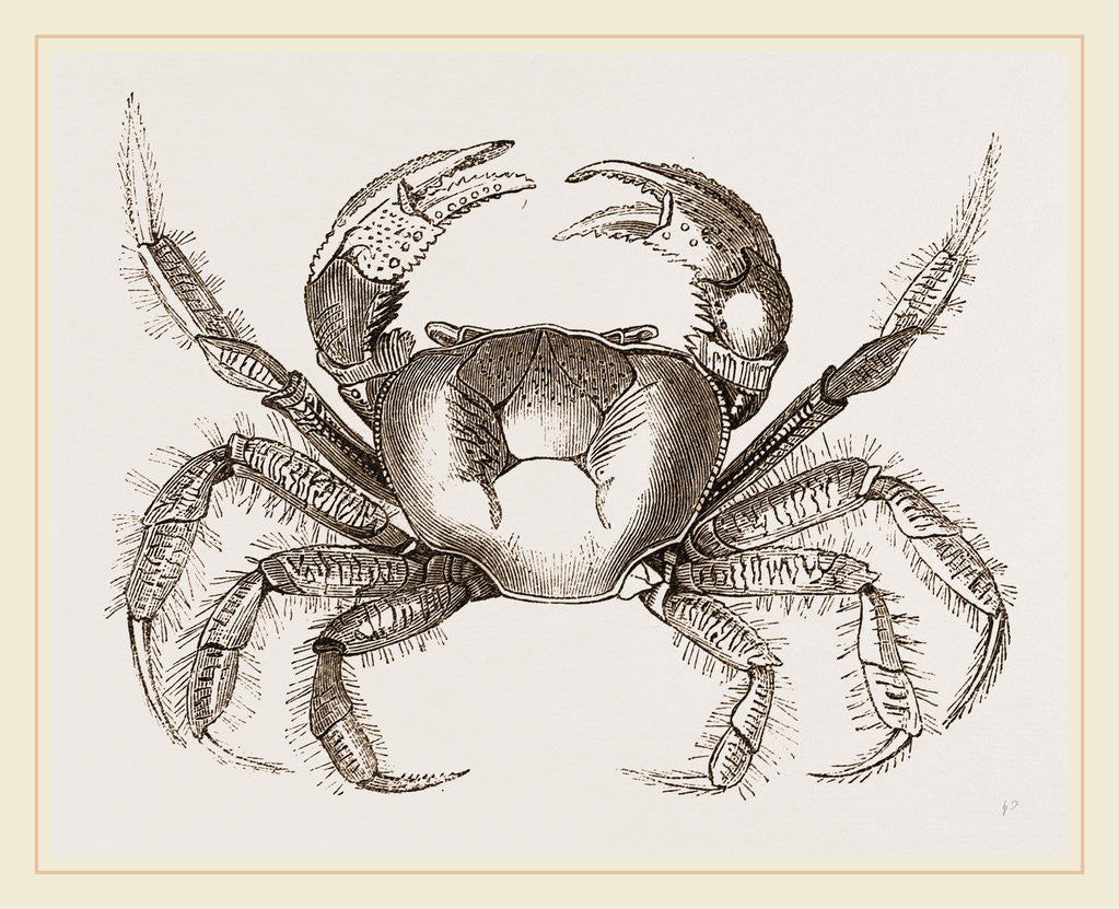 Detail of Uga Una by Anonymous