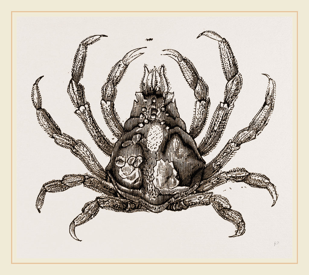 Detail of Naxia serpulifera by Anonymous