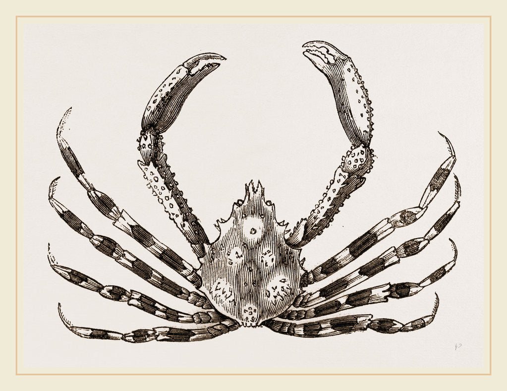 Detail of Herbstia condyliata by Anonymous