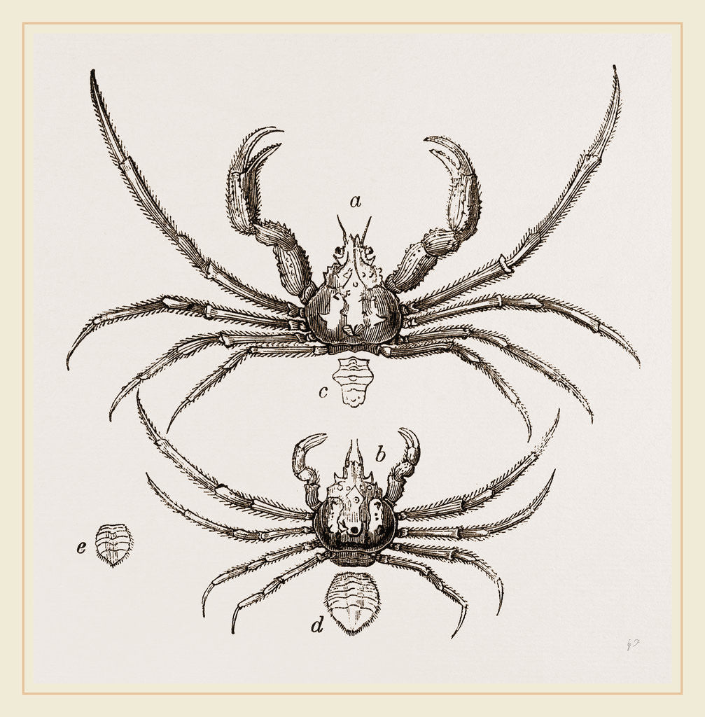 Detail of Inachus Scorpio by Anonymous