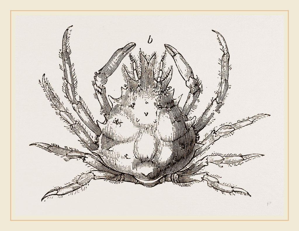 Detail of Pisa tetraodon by Anonymous