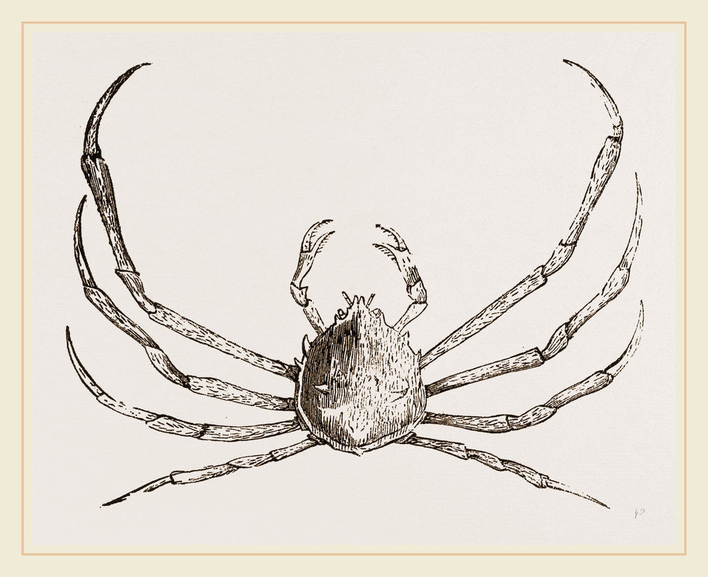 Detail of Doclea Rissonii by Anonymous