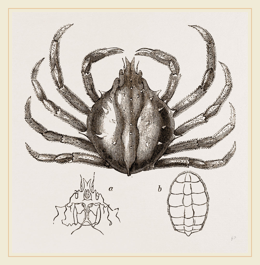 Detail of Libinia spinosa by Anonymous