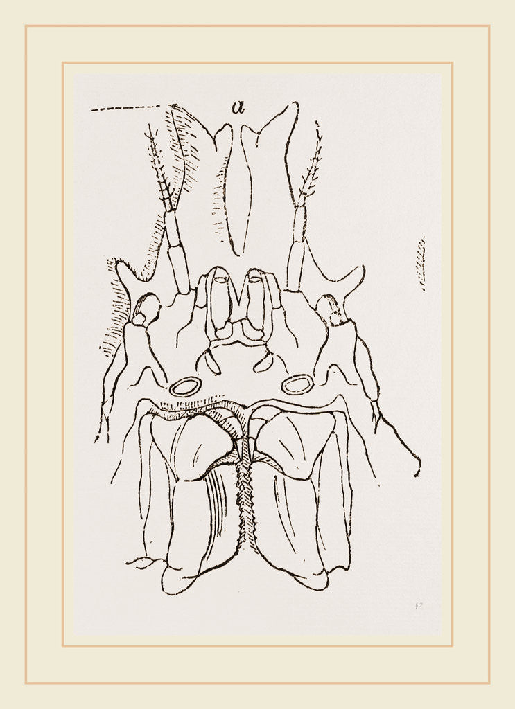 Detail of Naxia serpulifera by Anonymous