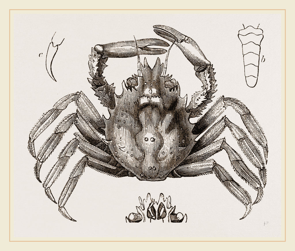 Detail of Mithras dichotomus by Anonymous