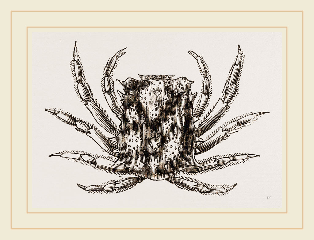 Detail of Micippa Philyra by Anonymous