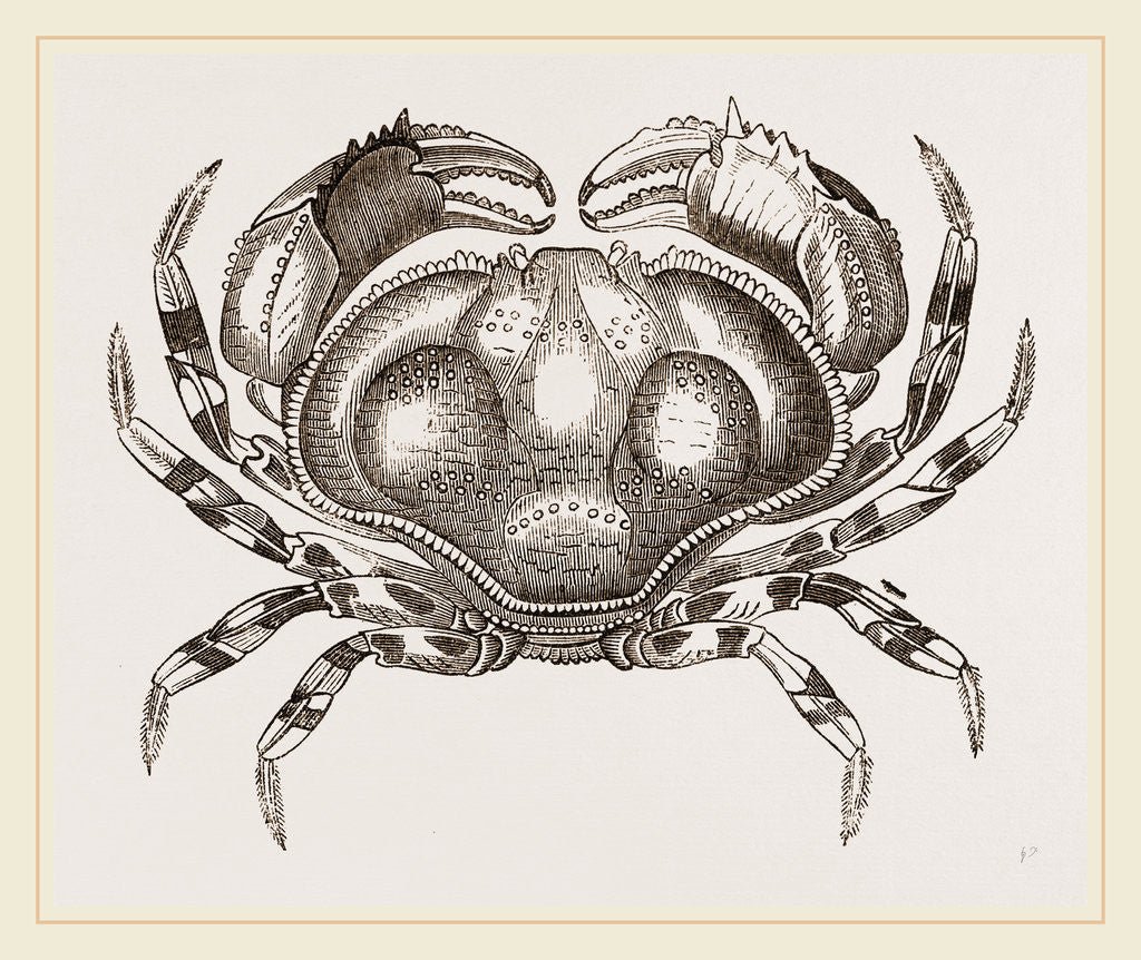 Detail of Hepatus fasciatus by Anonymous