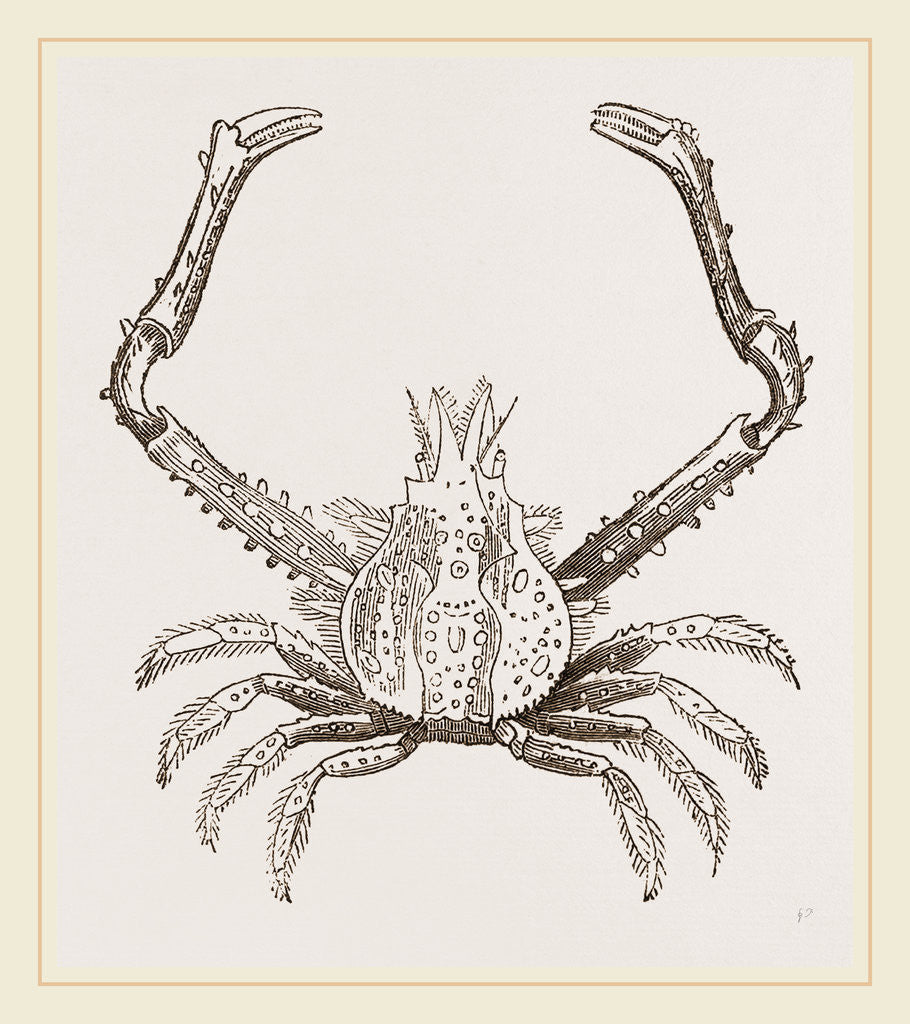 Detail of Euryonome aspera by Anonymous