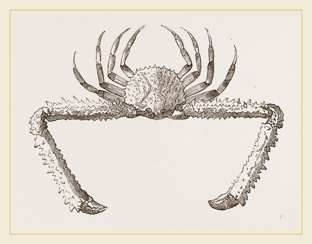 Detail of Lambrus longimanus by Anonymous