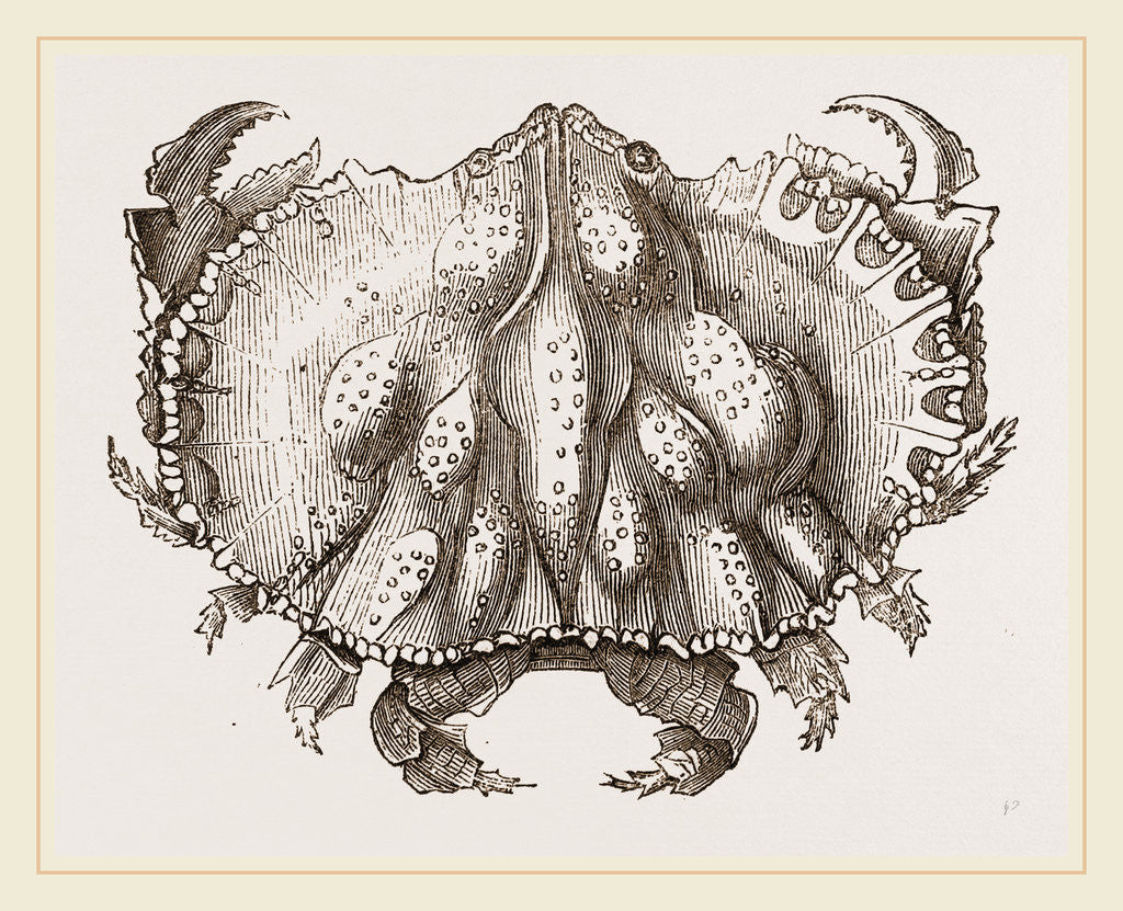 Detail of Oethra scruposa by Anonymous