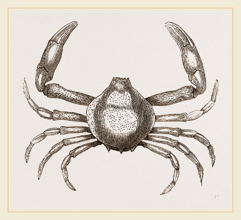 Detail of Persephona Latreilli by Anonymous