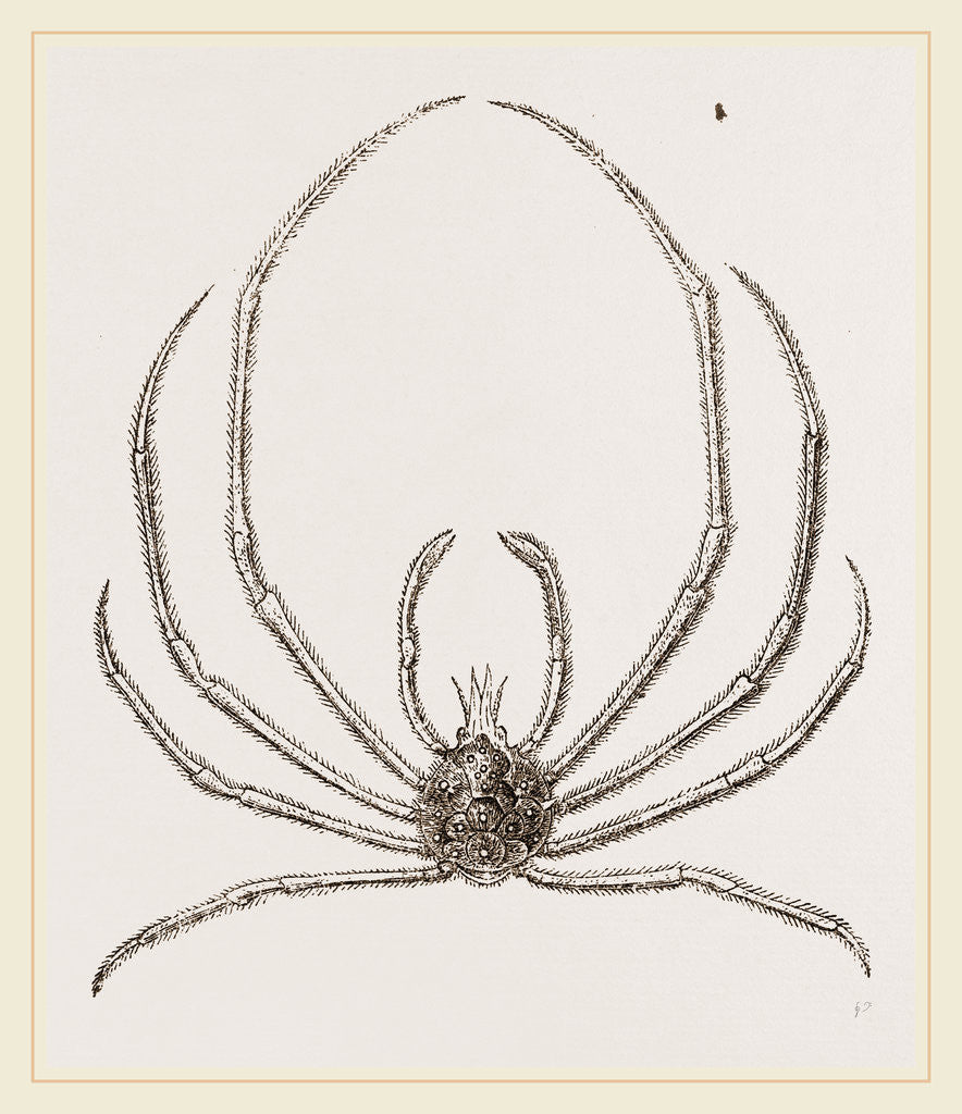 Detail of Egeria Indica by Anonymous