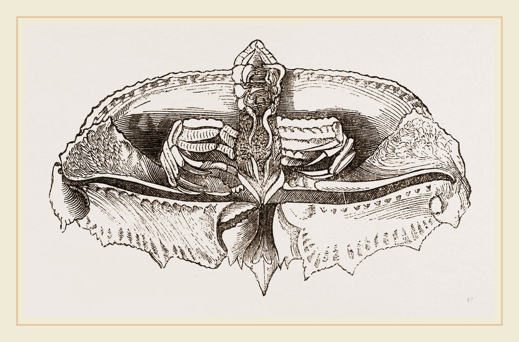 Detail of Cryptopodia fornicata Under Surface by Anonymous