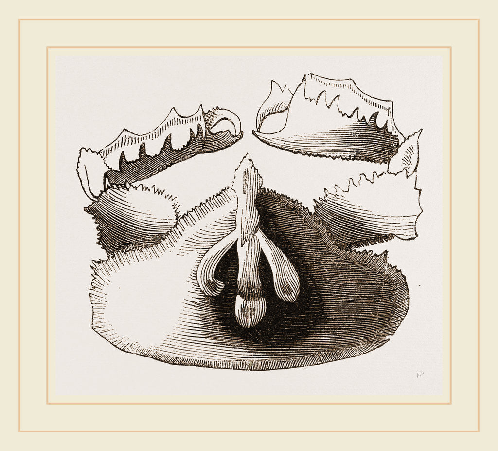 Detail of Cryptopodia fornicata Upper Surface by Anonymous