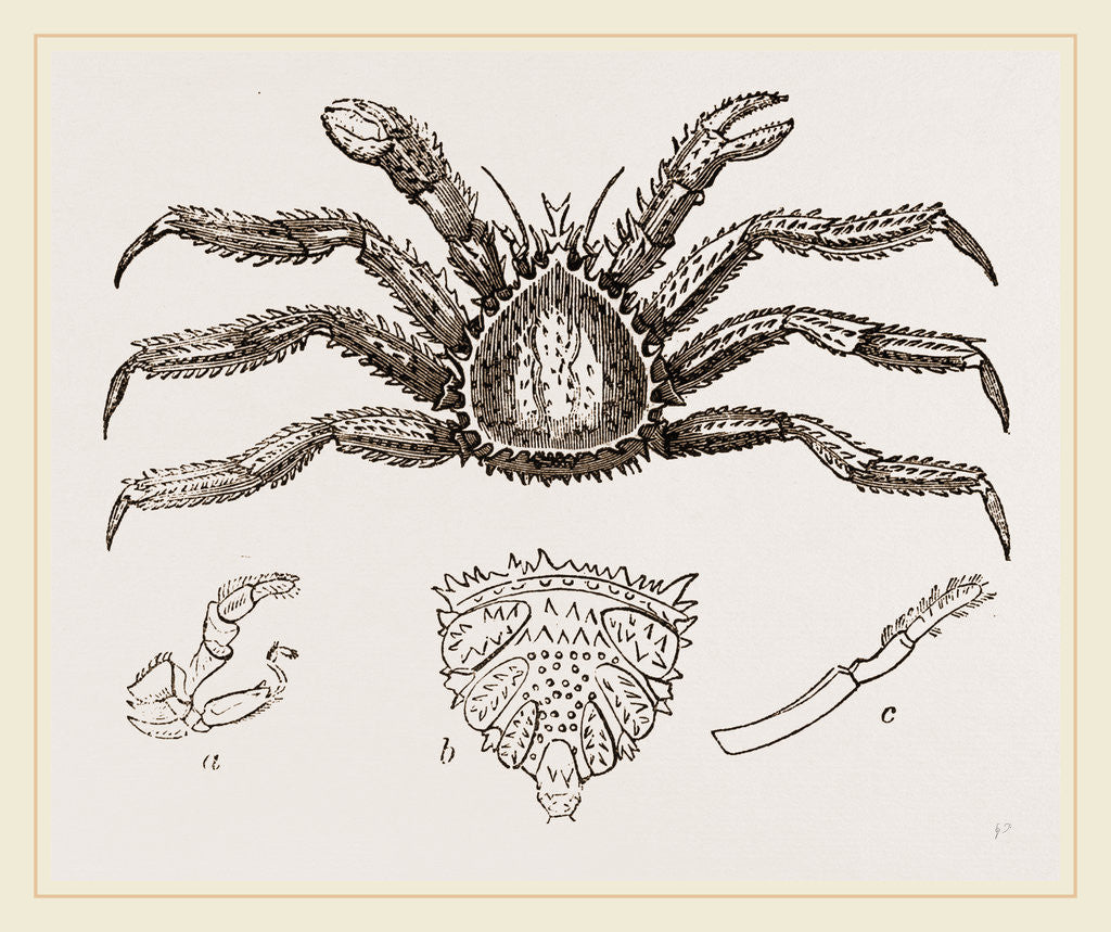 Detail of Lithodes arctica Female by Anonymous