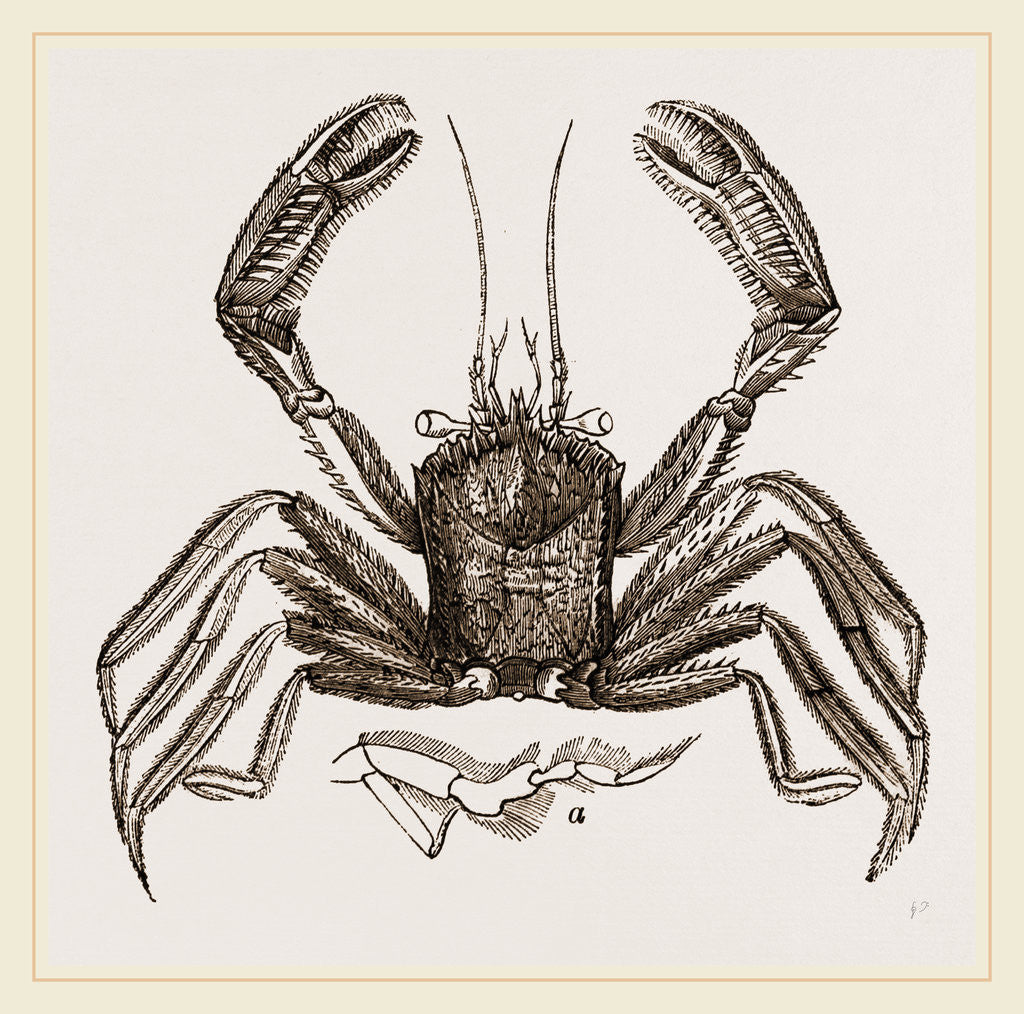 Detail of Homola spinifrons by Anonymous