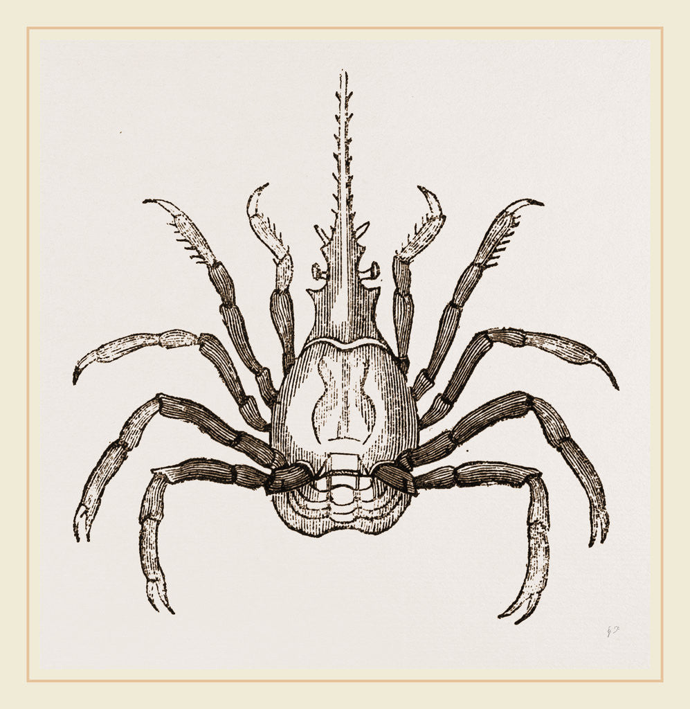 Detail of Pactulus Boscii by Anonymous