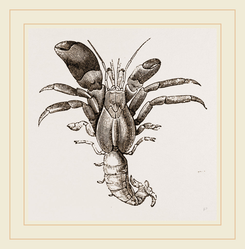 Detail of Pagurus Chilensis by Anonymous