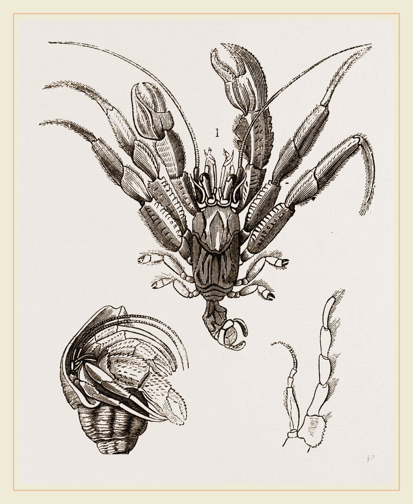 Detail of Pagurus Bernhardas by Anonymous