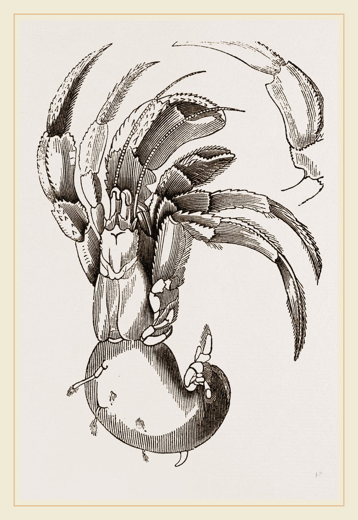 Detail of Pagurus deformis by Anonymous