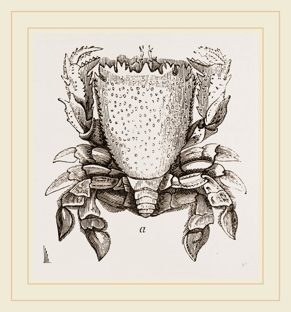 Detail of Ranina dentata by Anonymous