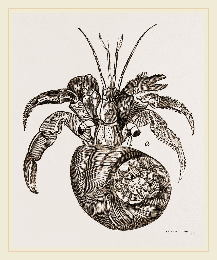 Detail of Cenobita Diogenes by Anonymous