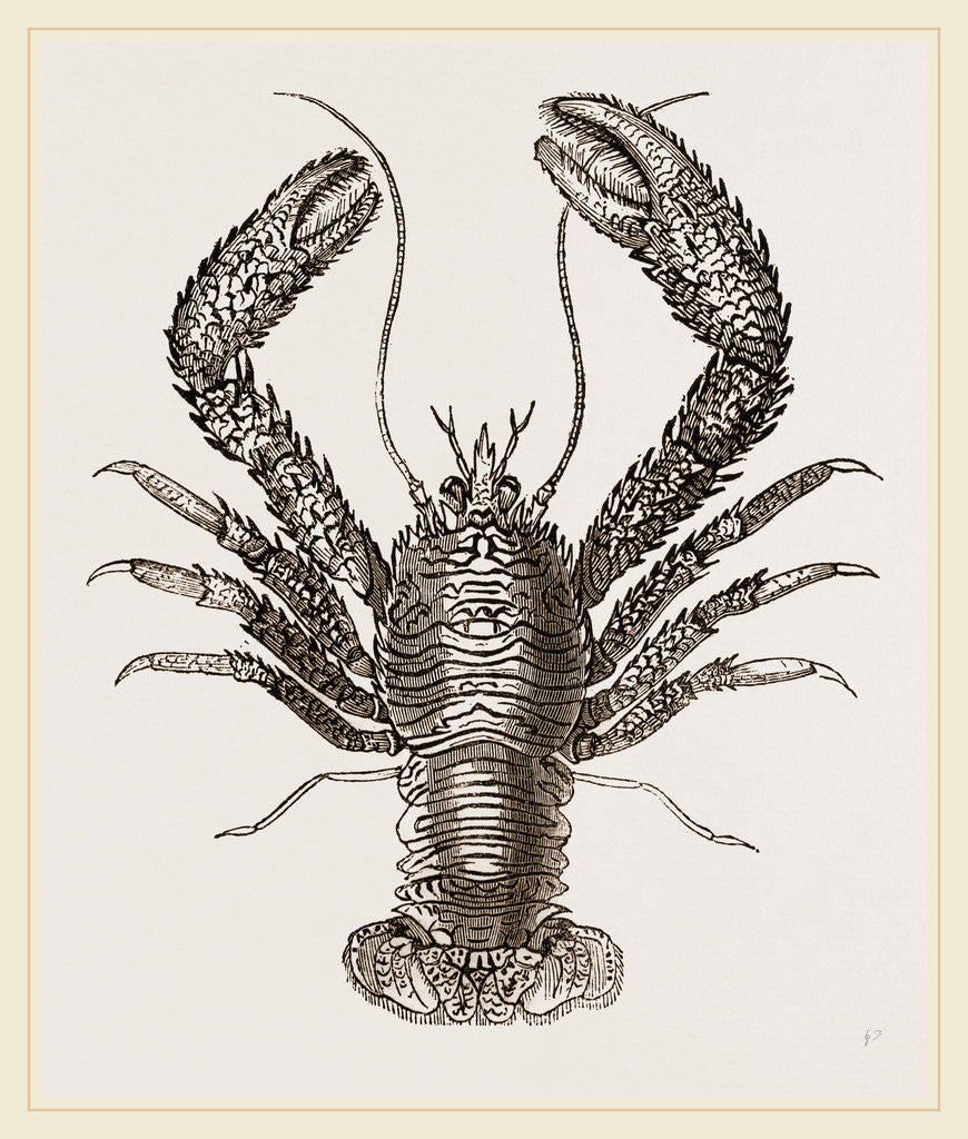 Detail of Galathea strigosa by Anonymous