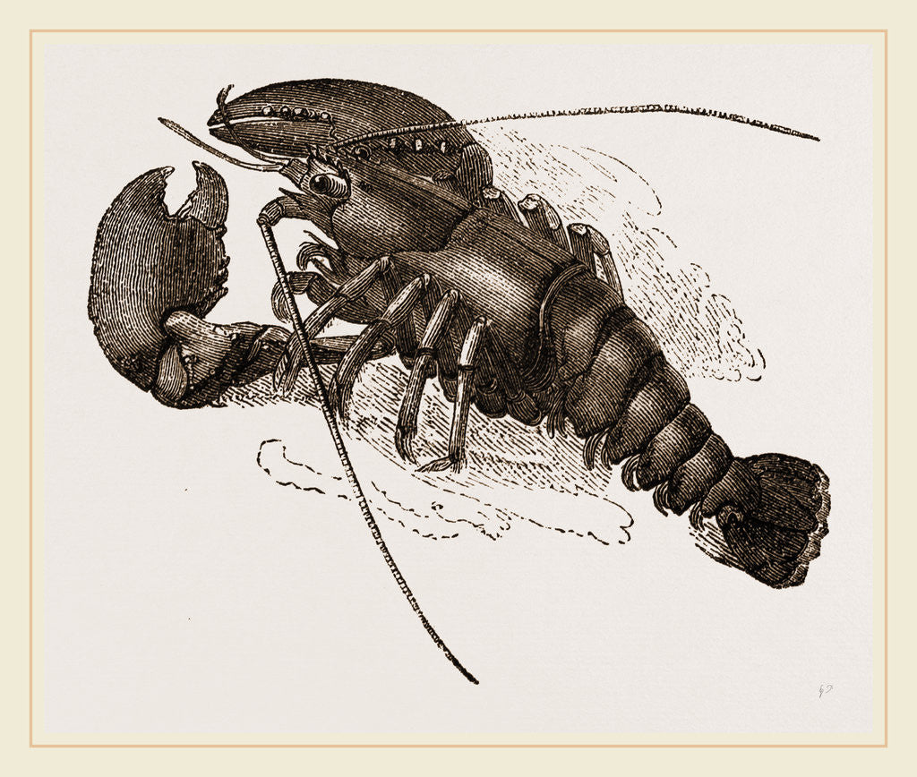Detail of Lobster by Anonymous