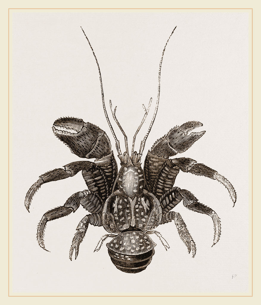 Detail of Birgus Latro by Anonymous