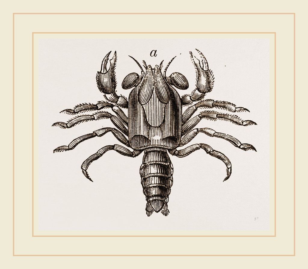 Detail of Megalopa mutica by Anonymous