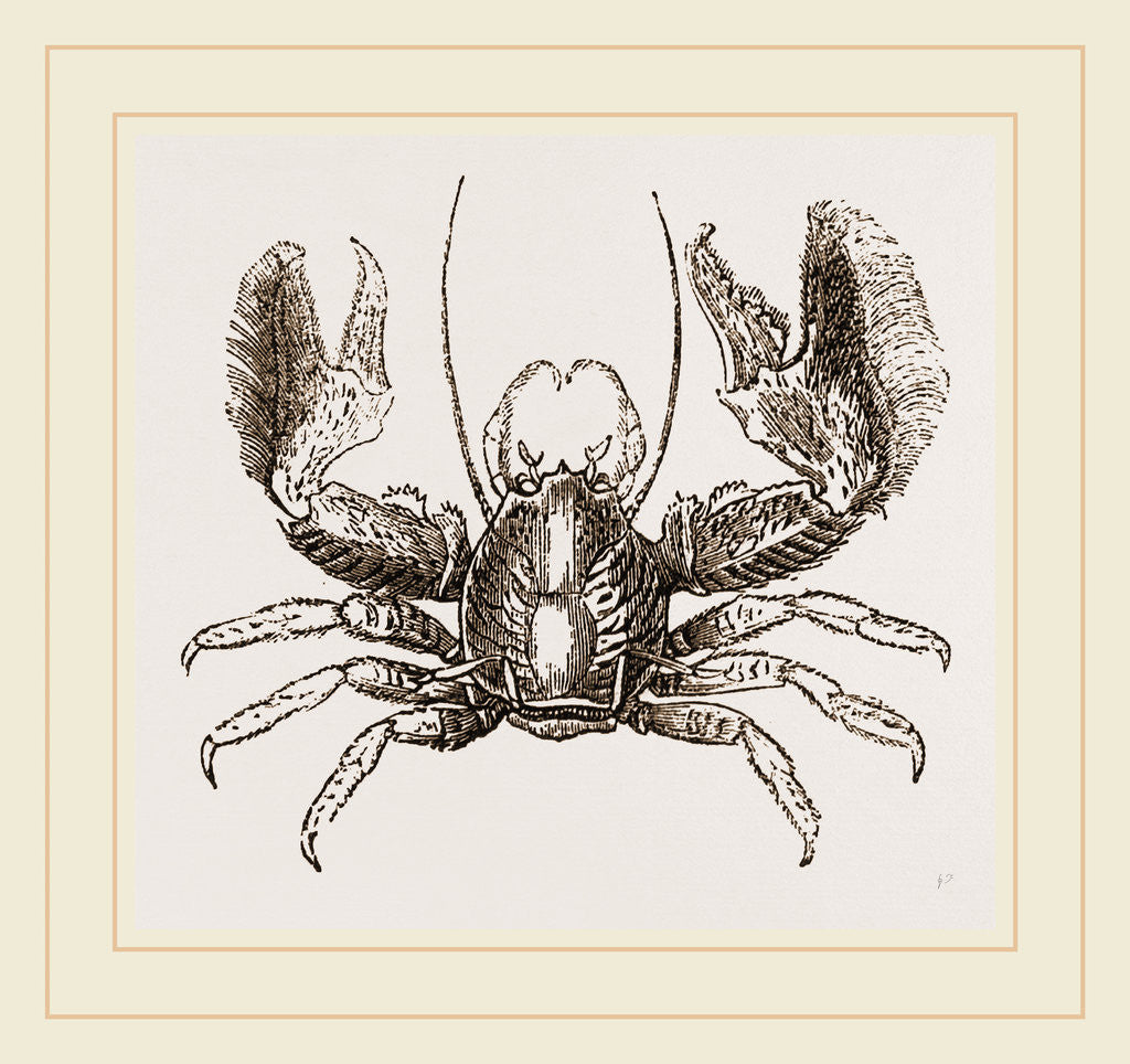 Detail of Porcellana platycheles by Anonymous