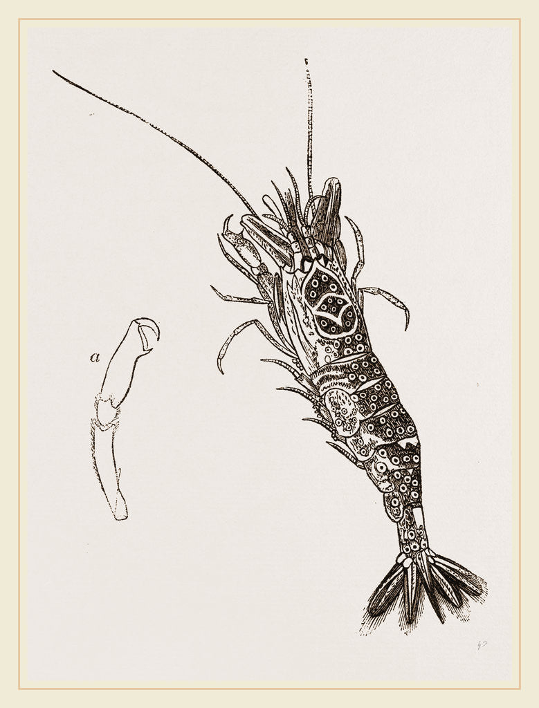 Detail of Common Shrimp by Anonymous