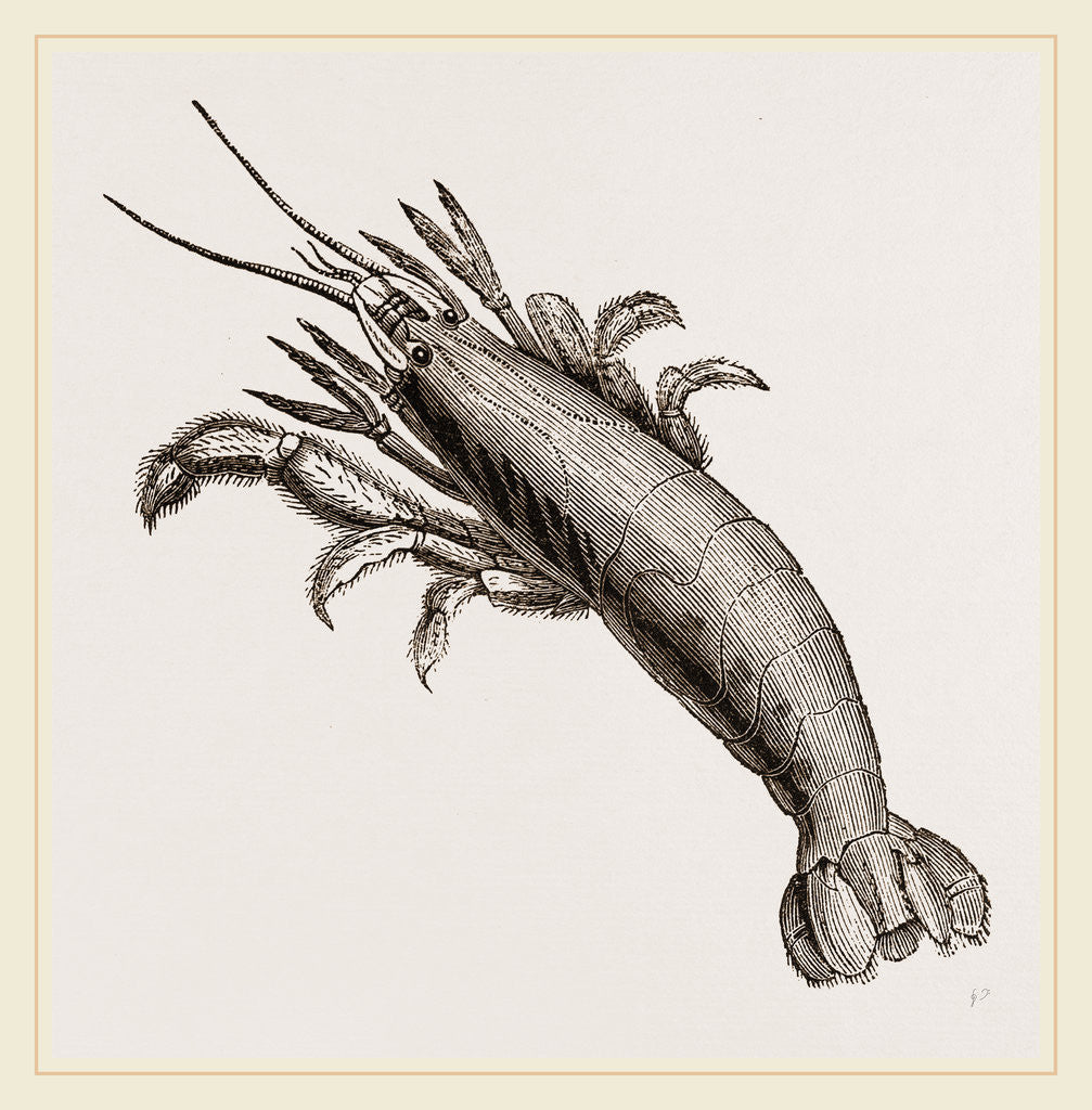 Detail of Atya scabra by Anonymous