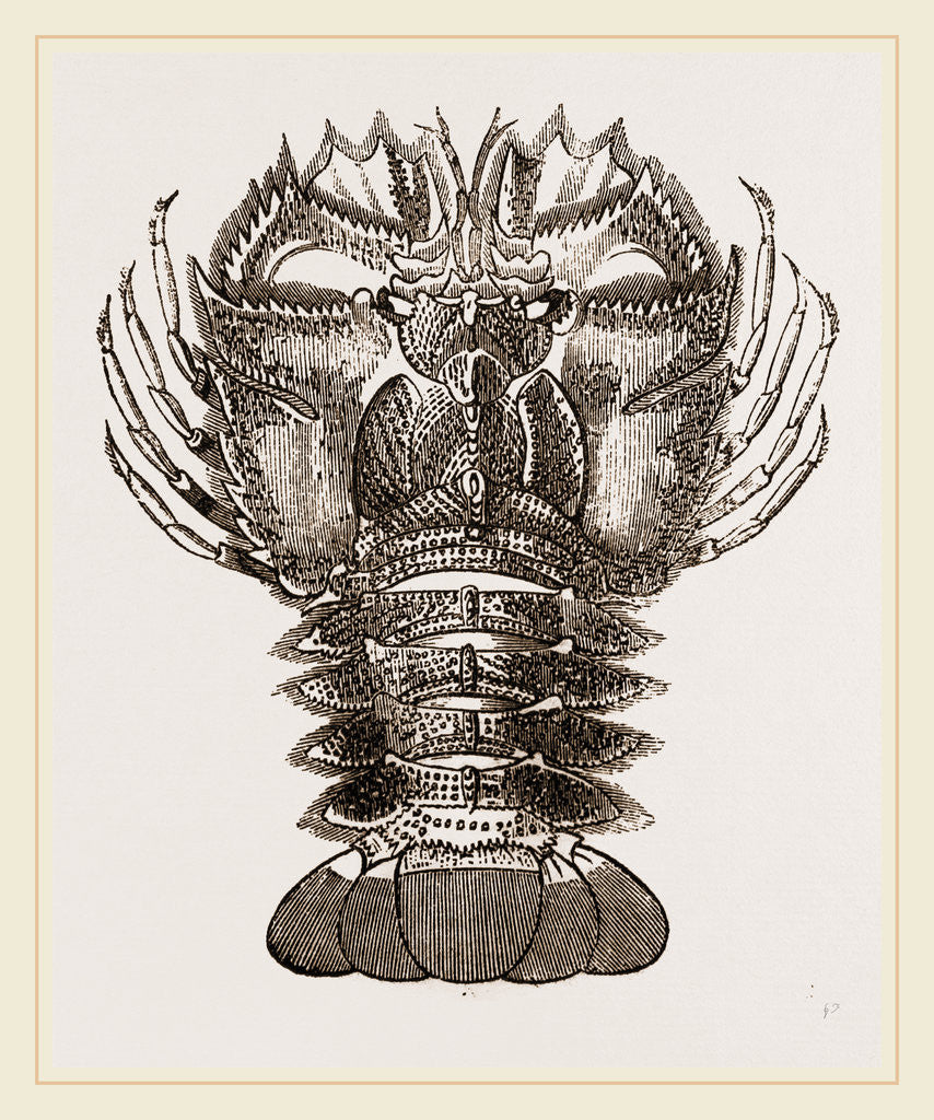 Detail of Ibacus Peronii by Anonymous