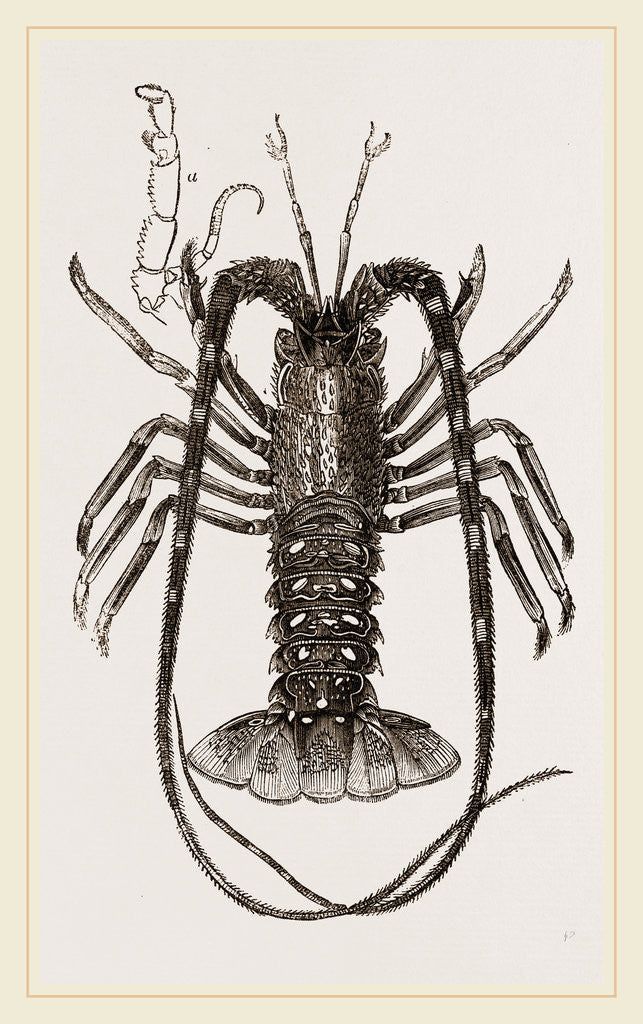 Detail of Sea Crayfish by Anonymous