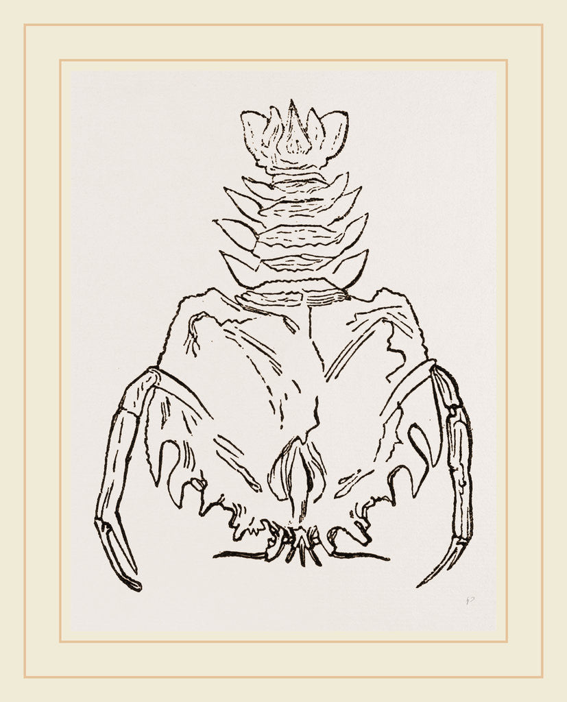 Detail of Eryon Cuvieri by Anonymous