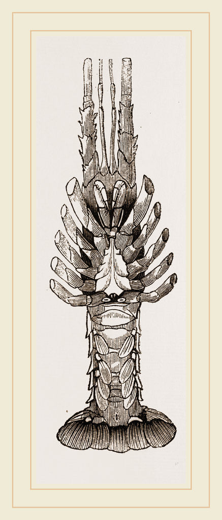 Detail of Sea Crayfish Under Surface by Anonymous