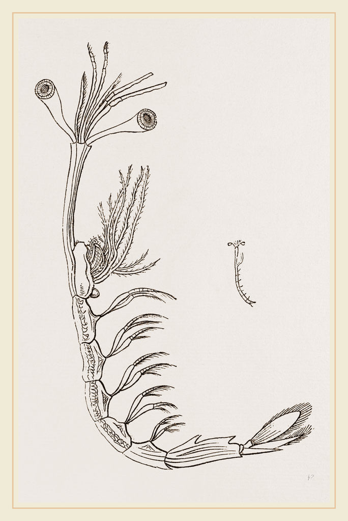 Detail of Lucifer typus by Anonymous