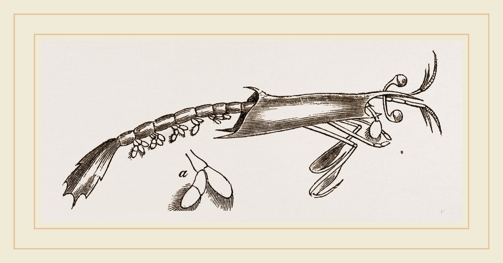 Detail of Alima hyalina by Anonymous