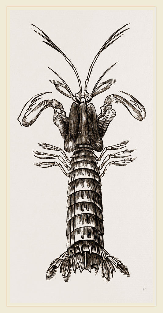 Detail of Squilla Mantis by Anonymous