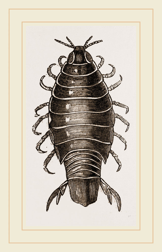 Detail of Canolira Capensis by Anonymous