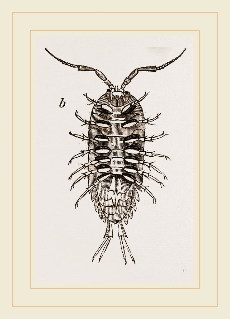 Detail of Ligia oceanica by Anonymous