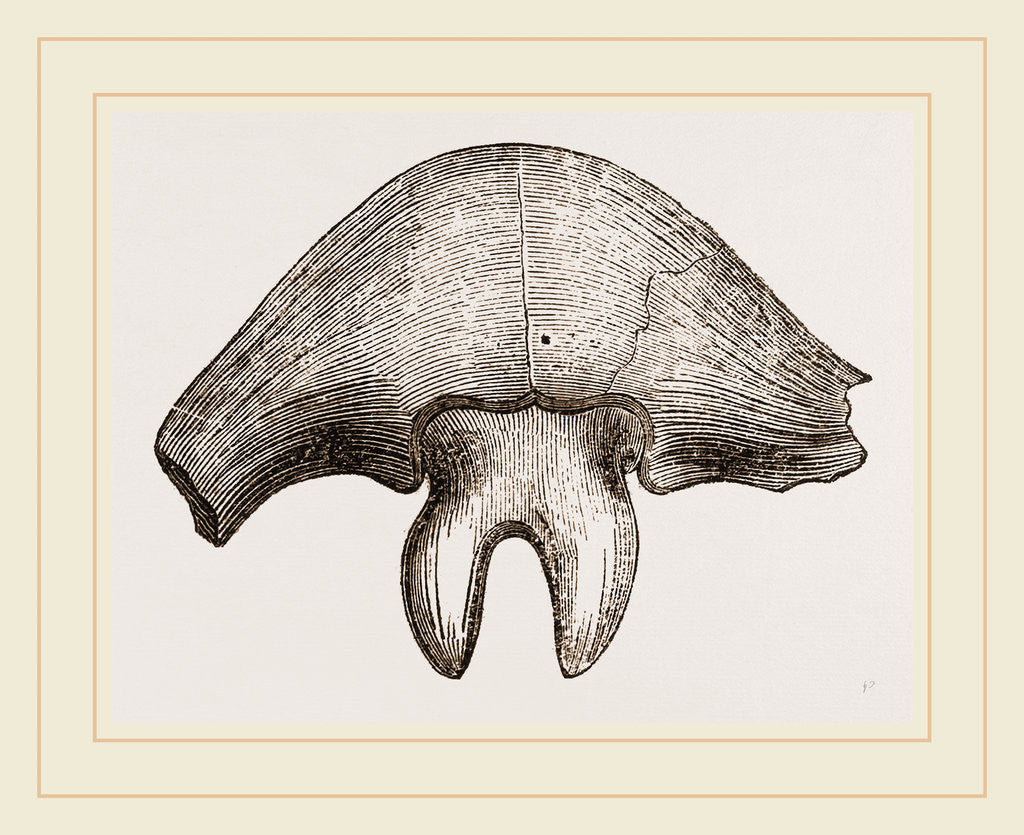 Detail of Part of Shield Asaphus platyeephalus by Anonymous