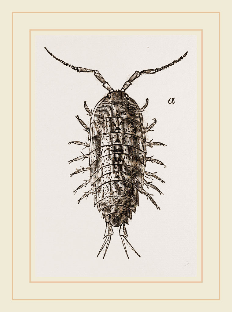 Detail of Ligia oceanica by Anonymous