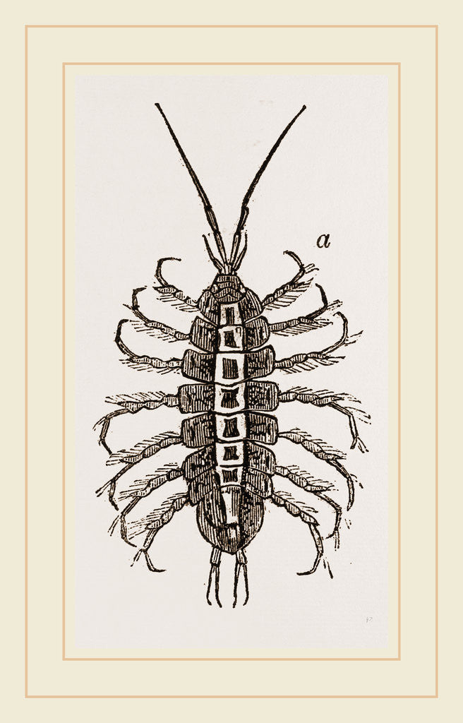 Detail of Asellus aquaticus by Anonymous