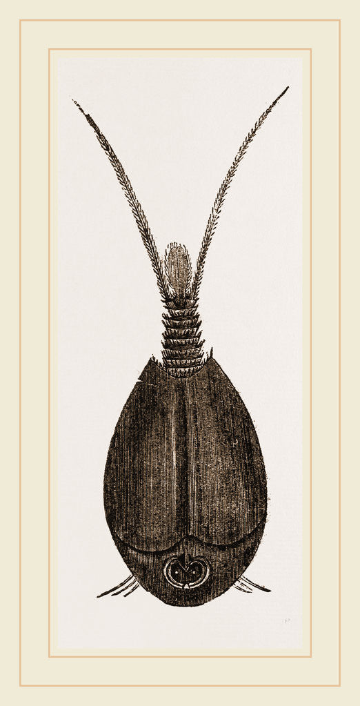 Detail of Apus productus by Anonymous