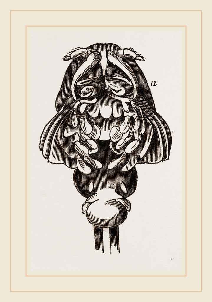 Detail of Phyllophora cornuta by Anonymous